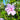 Hibiscus 'Blue Chiffon'® (Rose of Sharon) CNT