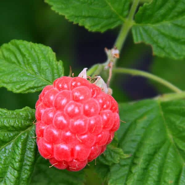 Rubus 'Raspberry Shortcake'