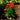 Rudbeckia hirta Solar Sister™ (Annual Black-eyed Susans)