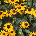 Rudbeckia 'Goldsturm'