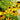 Rudbeckia 'Viette's Little Suzy' (Black-eyed Susans) GLV