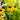 Rudbeckia 'Viette's Little Suzy' (Black-eyed Susans)