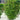 Euonymus 'Manhattan' Esp trellis screening