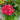 Hydrangea macrophylla 'Cherry-Go Round'