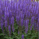 Salvia ‘Blue By You’