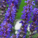 Salvia Blue Bouquetta