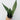 Sansevieria 'Moonshine'