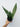Sansevieria 'Moonshine'