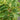 schefflera amate