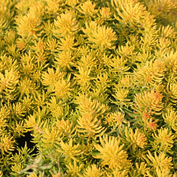 Sedum 'Angelina'