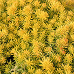 Sedum 'Angelina'