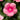 Vinca Cora Cascade XDR Bright Rose