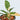 Philodendron Ring of Fire