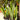 snake plant laurentii superba