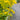 Solidago odora (Sweet Goldenrod)