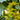 Solidago odora (Sweet Goldenrod)