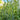Solidago bicolor Silverrod (White Goldenrod)