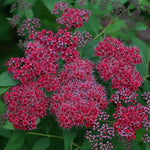 Spirea Double Play Red