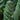 Spiral Cactus