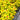 Spirea Double Play® 'Candy Corn®'