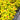 Spirea Double Play® 'Candy Corn®'