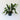 Platycerium bifurcatum Staghorn Fern VRNT