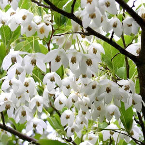 Styrax Japonica Tree, Japanese snowbell