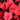 SunPatiens® Compact Rose