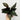 Syngonium erythrophyllum 'Red Arrow'