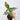 Syngonium Pink Splash