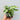 Syngonium 'Starlite'