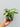 Syngonium 'Starlite'