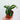 Syngonium wendlandii