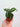 Syngonium wendlandii