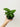 Syngonium wendlandii