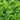 Polystichum polyblepharum (Tassel Fern)