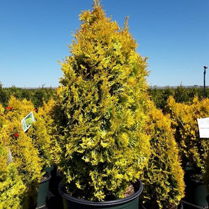 Arborvitae 'Jantar'