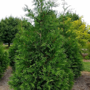 Thuja 'Green Giant'