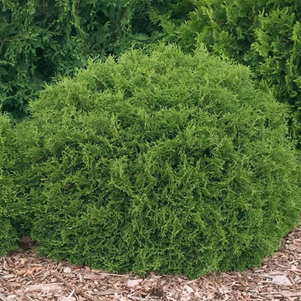 Thuja 'Hetz Midget'