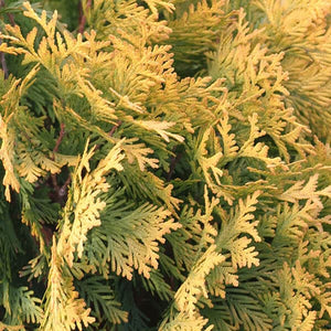 Arborvitae 'Sunkist'