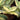 Tradescantia Sillamontana Variegated