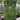 Ivy Wall EMMS