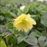 Hellebore First Dance