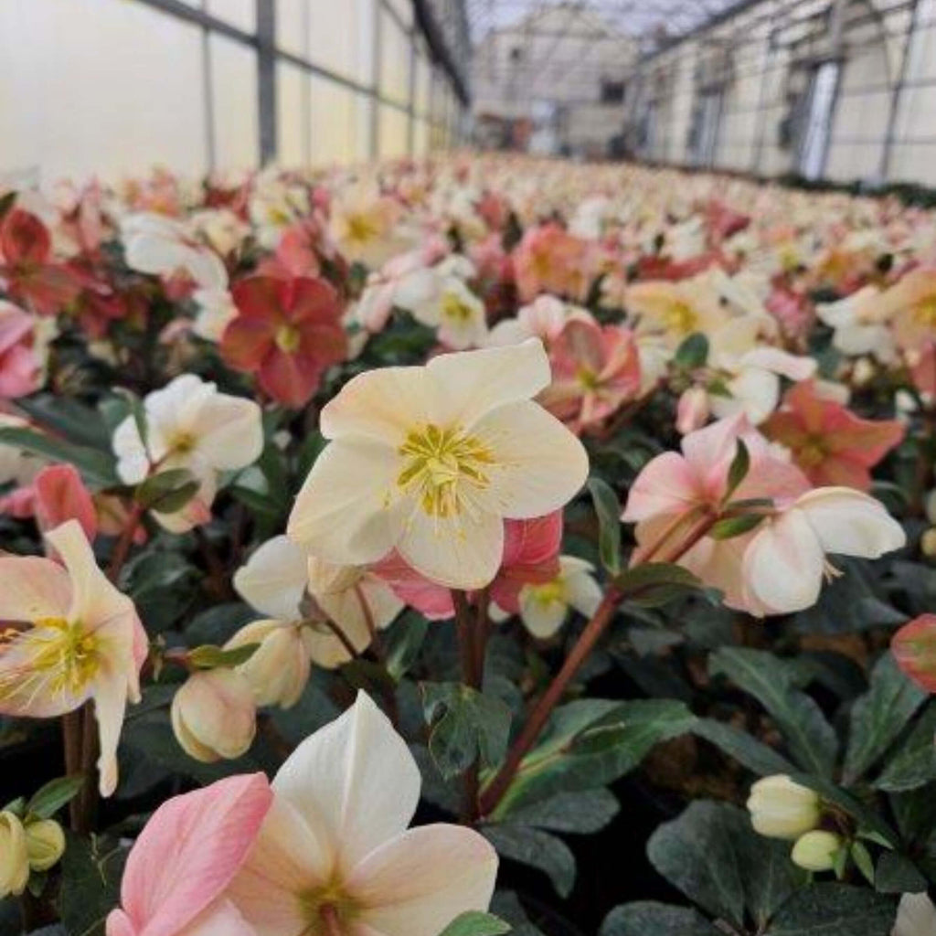 Hellebore Mahogany Snow