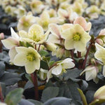 Hellebore Champion