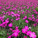 Dianthus Kahori