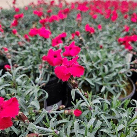 Dianthus Fire Star