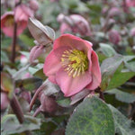 Helleborus Penny's Pink