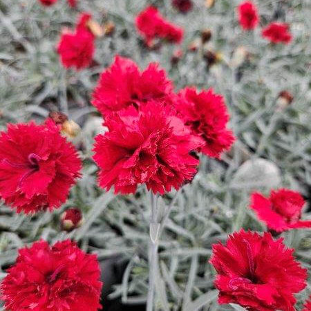 Dianthus Maraschino (PW)