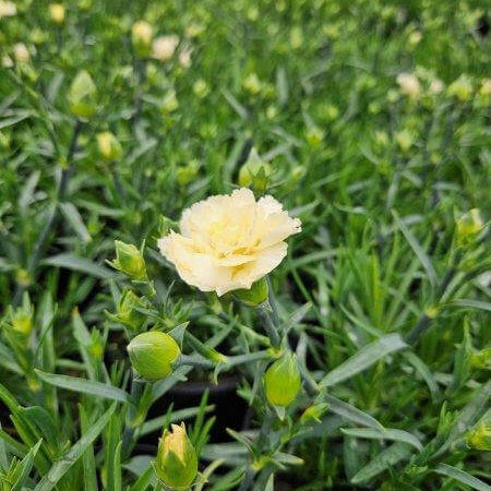 Dianthus Yellow Bling Bling